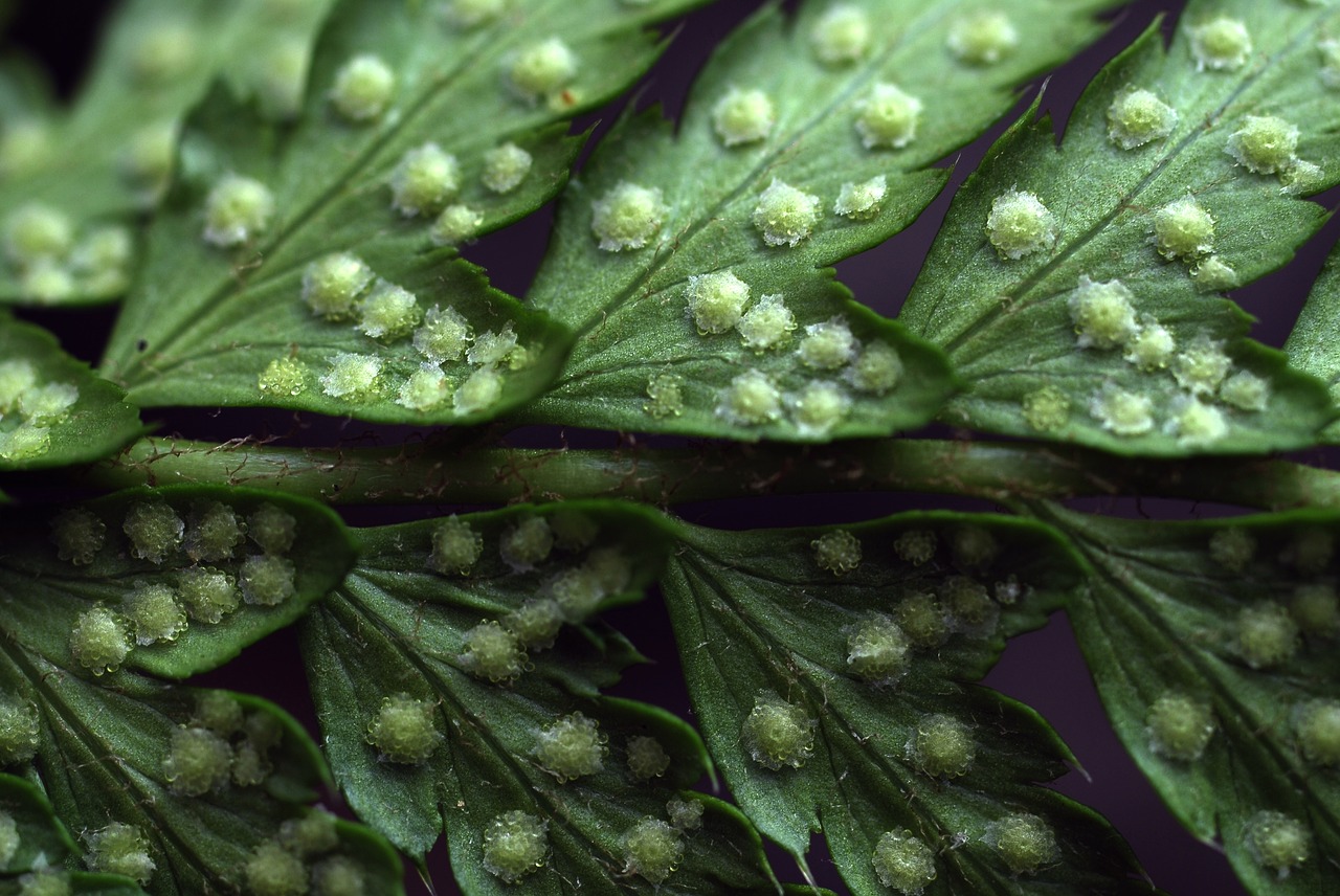 plant fern macro free photo