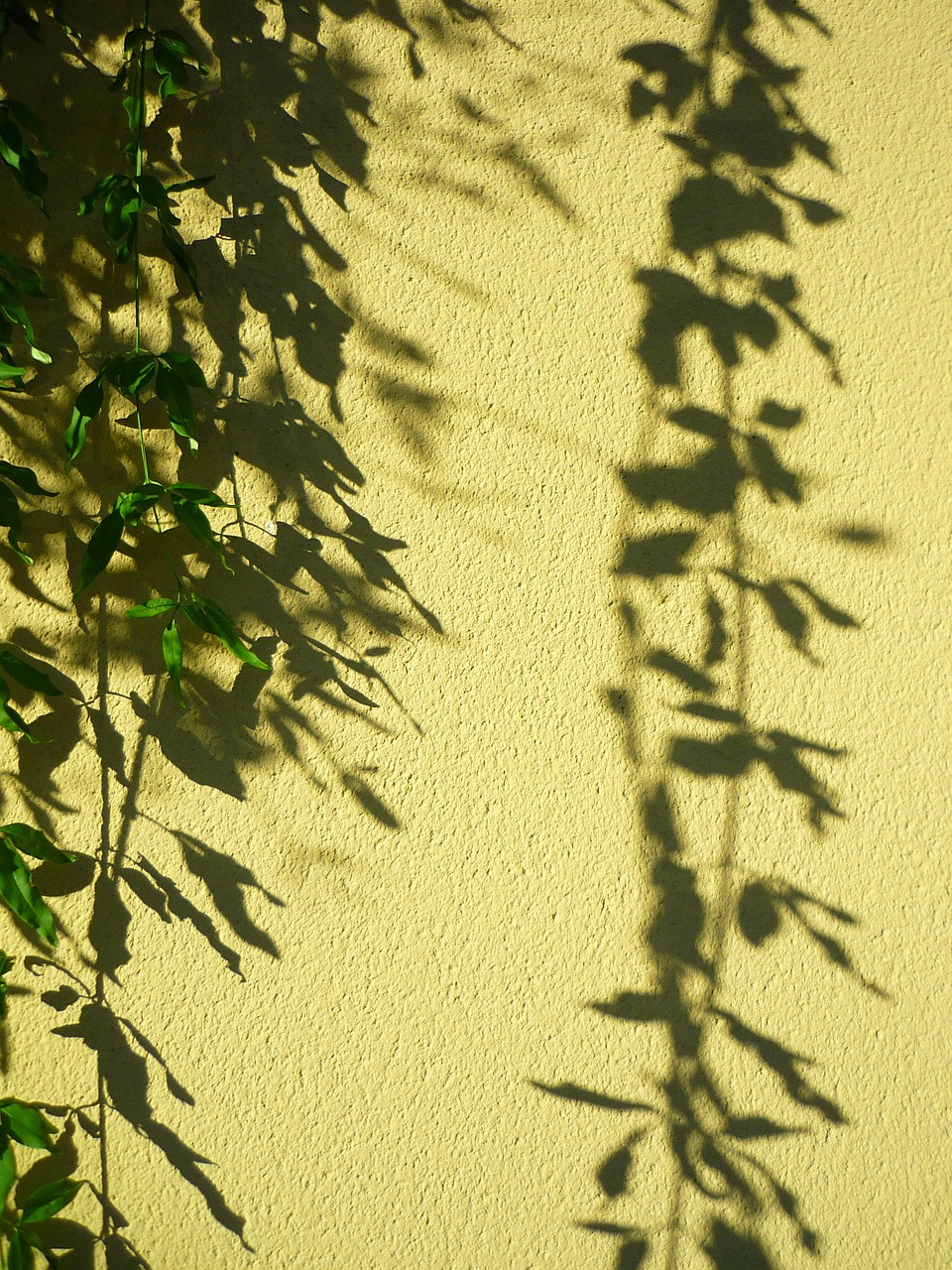 plant pendant shadow free photo