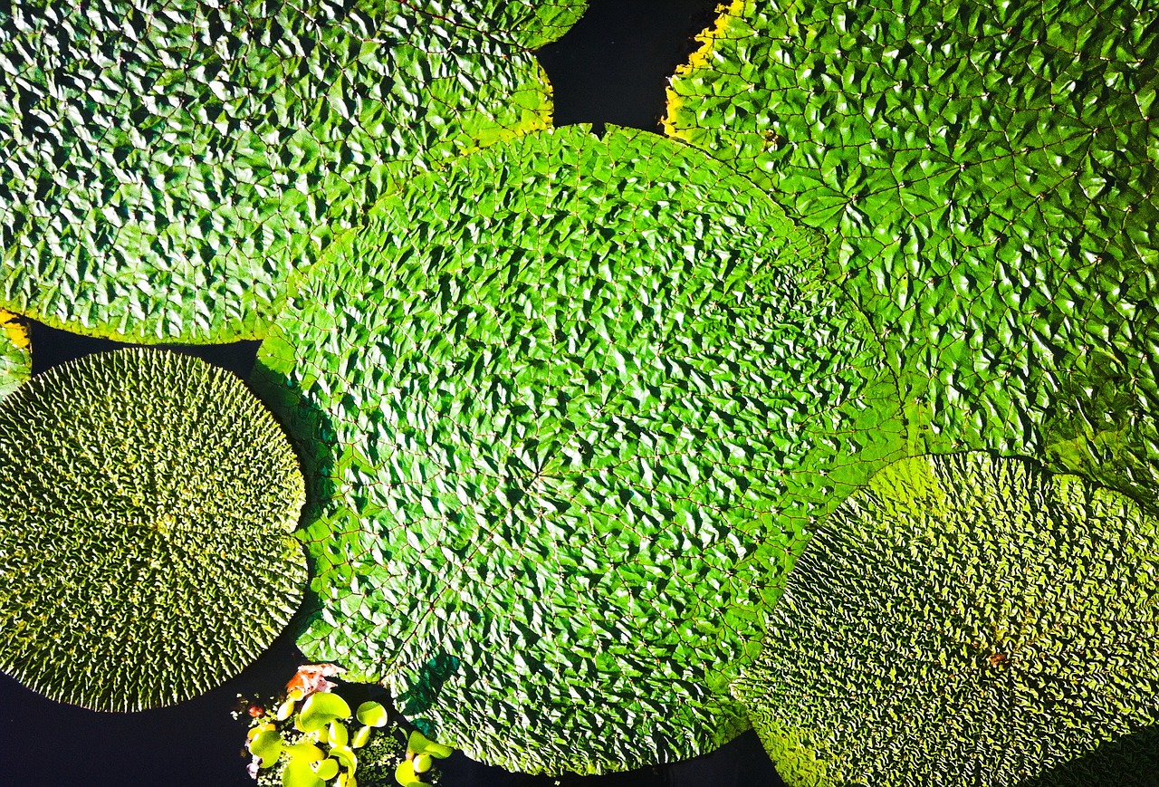 plant waterlilies aquatic plants free photo