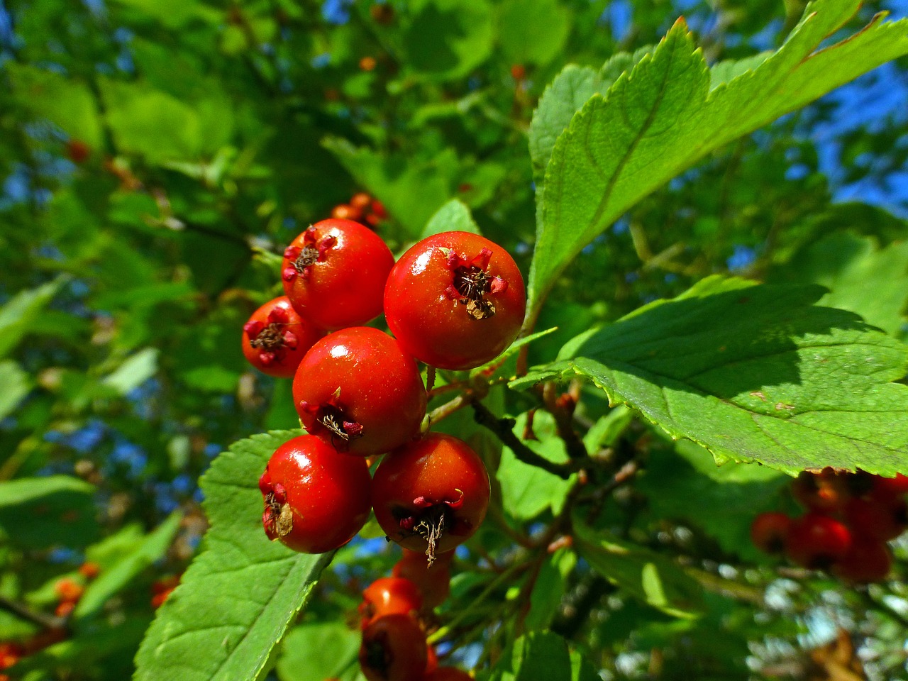 plant berry hawthorn free photo