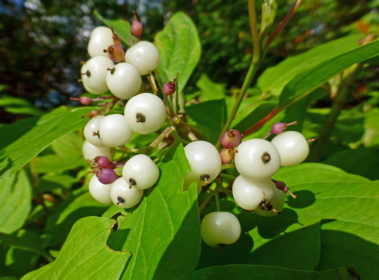 plant sambucus berry free photo