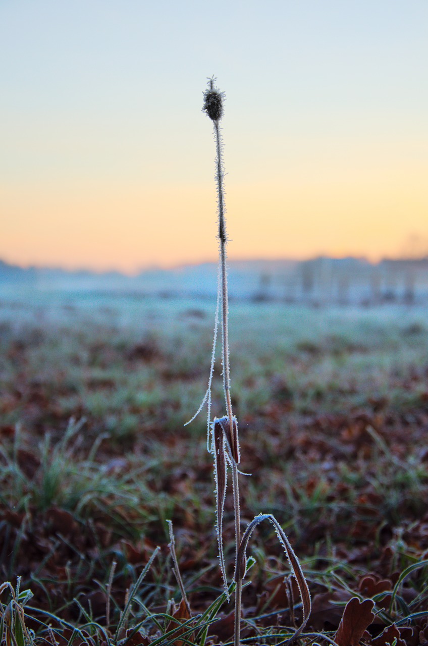 plant meadow frozen free photo