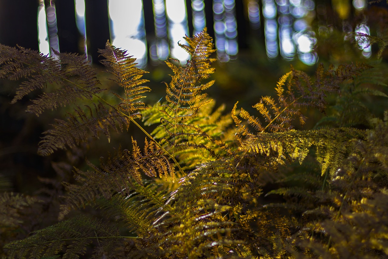 plant forest nature free photo