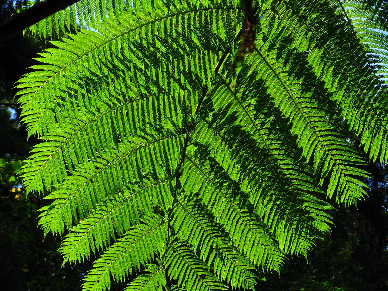 plant fern green free photo