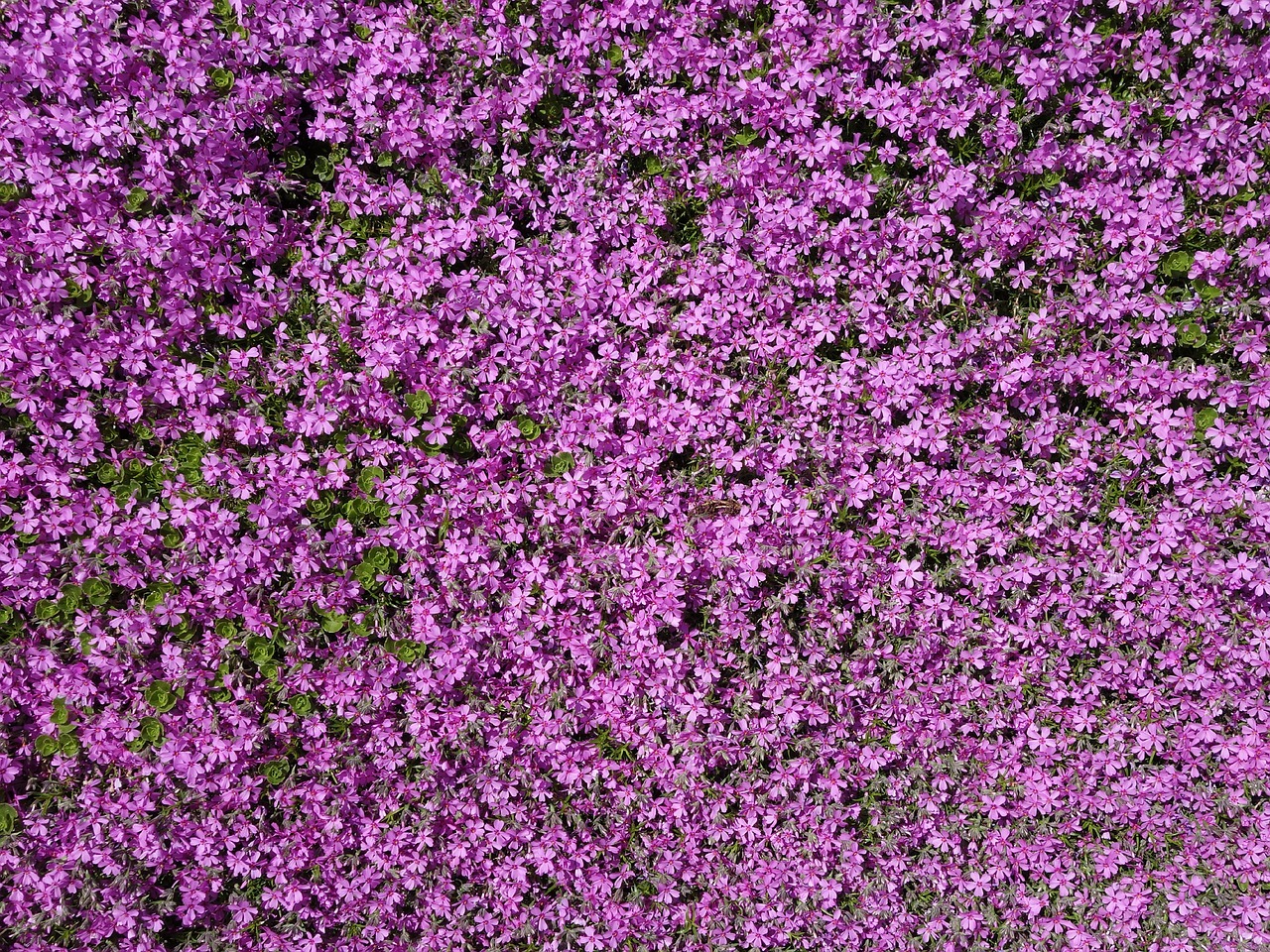 plant stone garden violet free photo