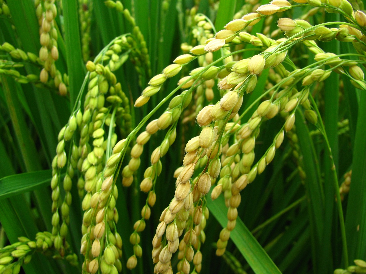 plant rice rice and corn free photo