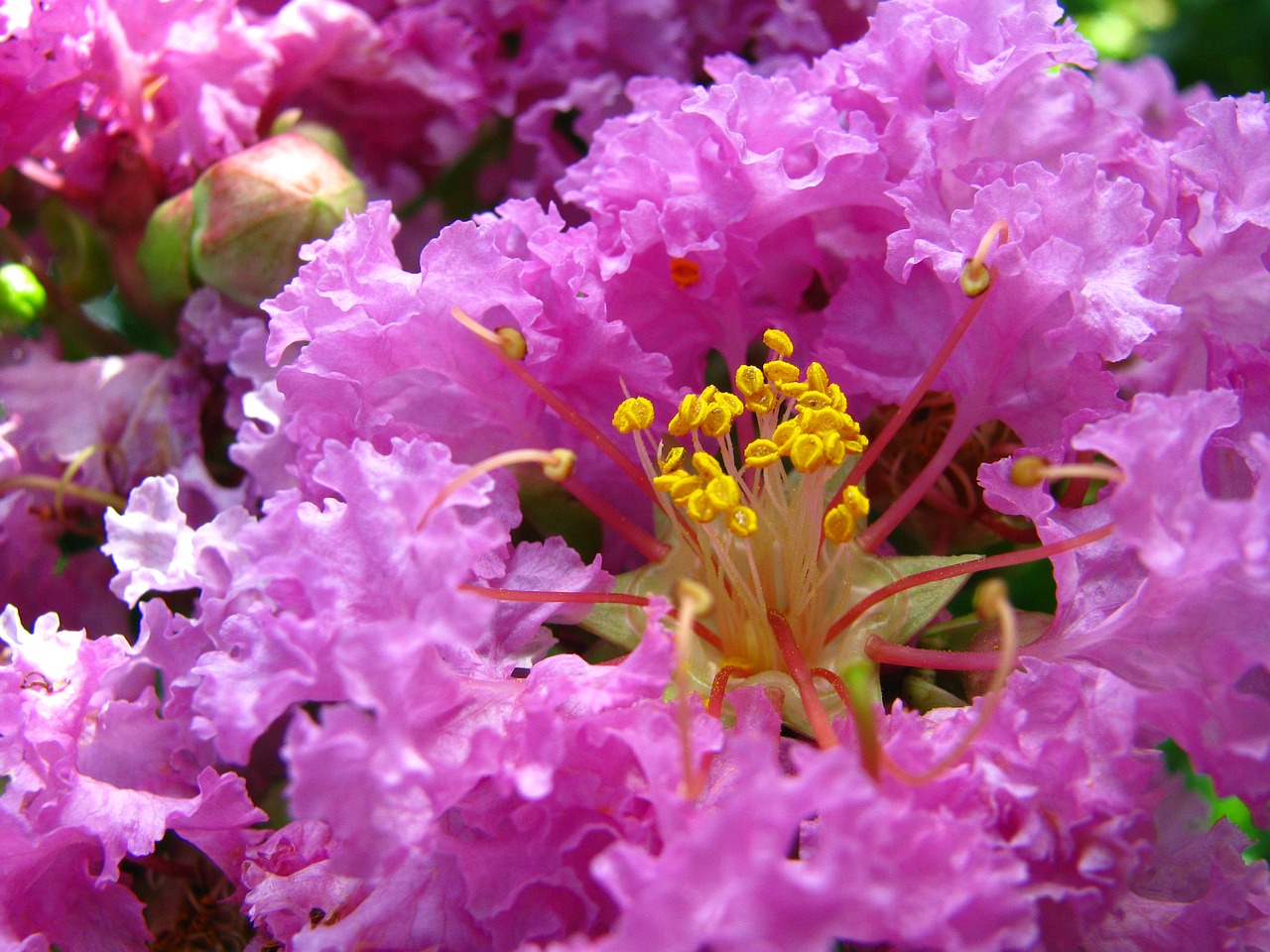 coleus forskohlii plant purple free photo