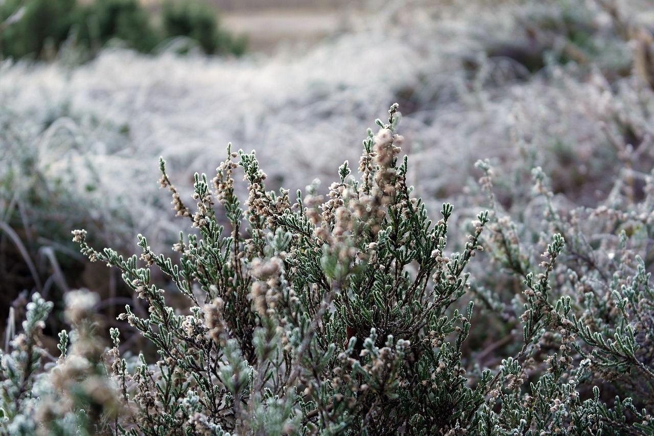 plant nature outdoor free photo