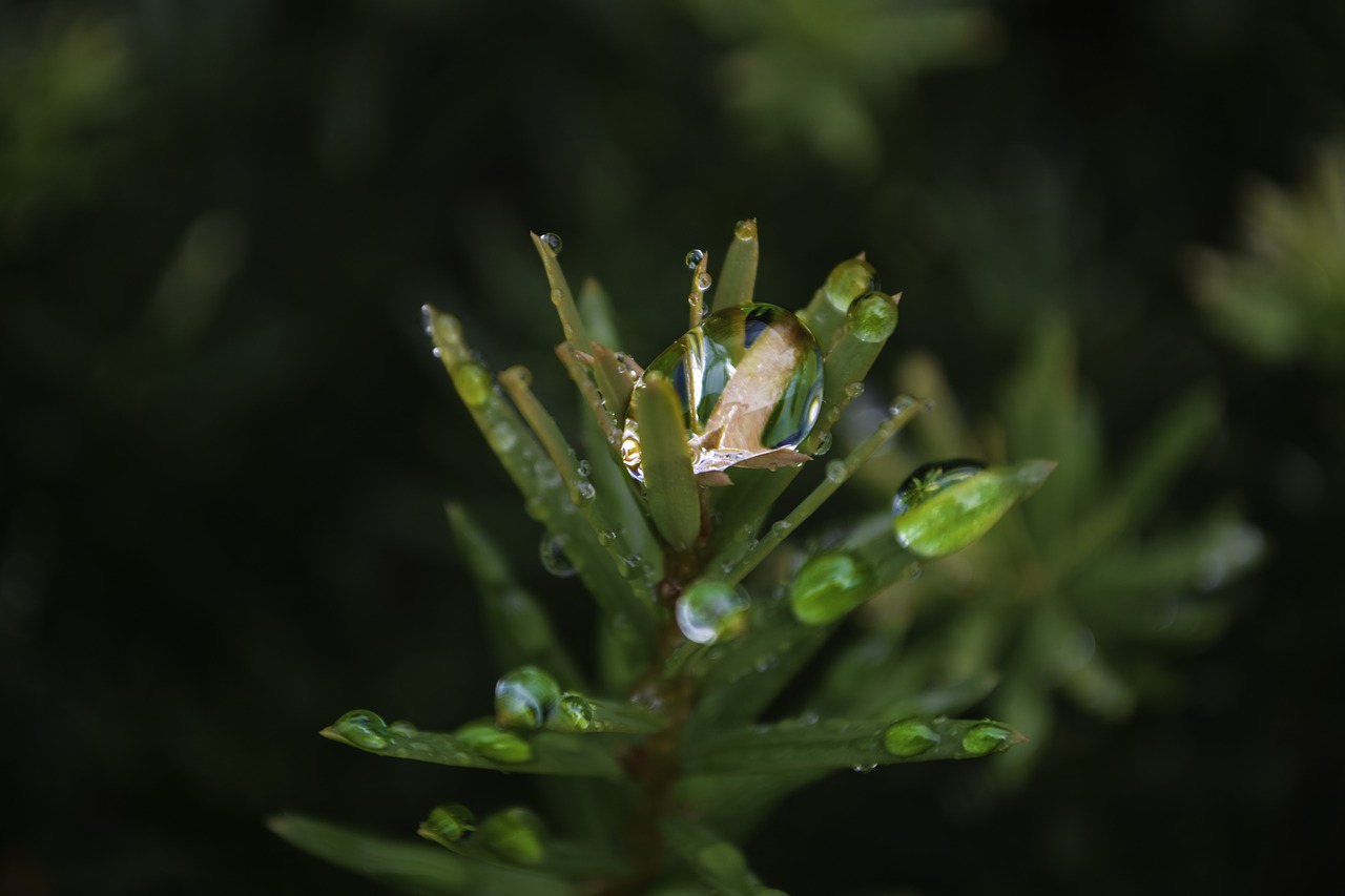 plant water droplet free photo