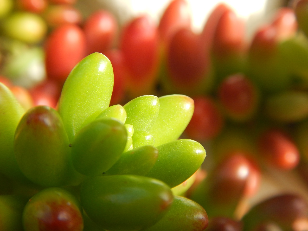 plant red green free photo