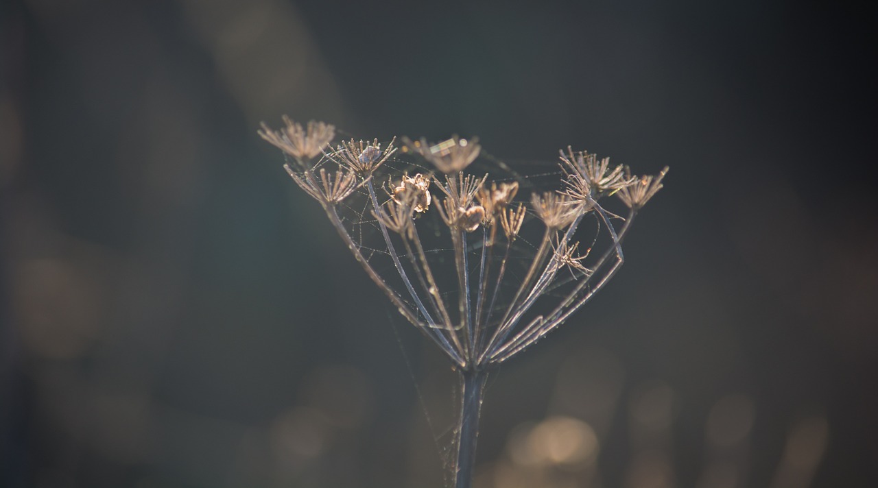 plant field nature free photo