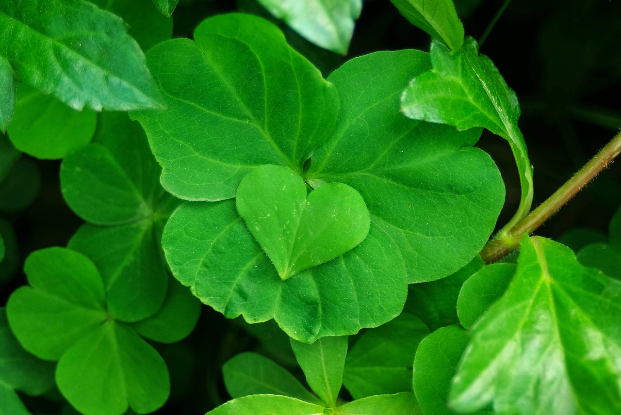 plant heart four-leaf clover free photo