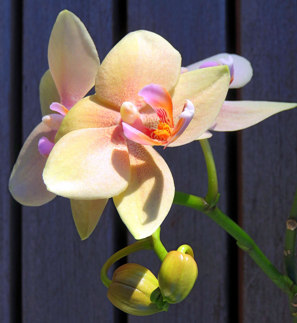 plant orchid phalaenopsis free photo