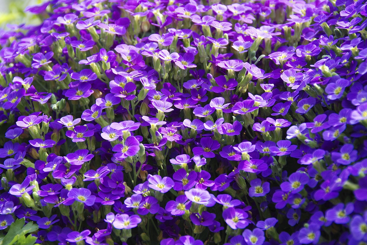 plant viola violet plant free photo