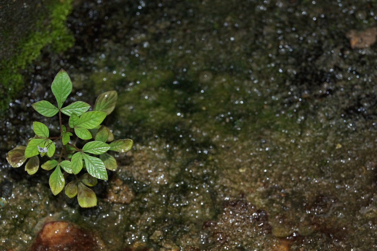 plant moss plant in moss free photo