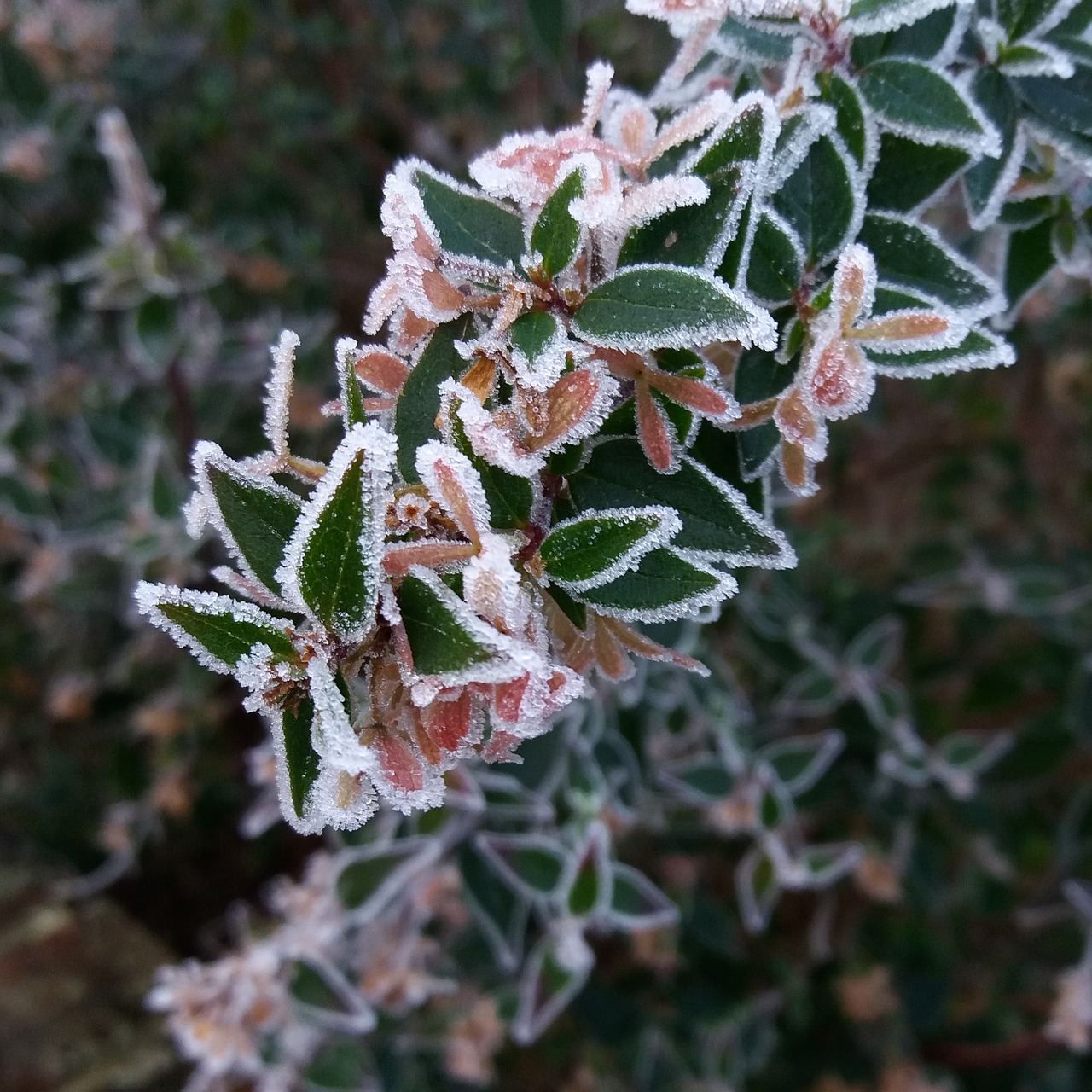 plant frost green free photo