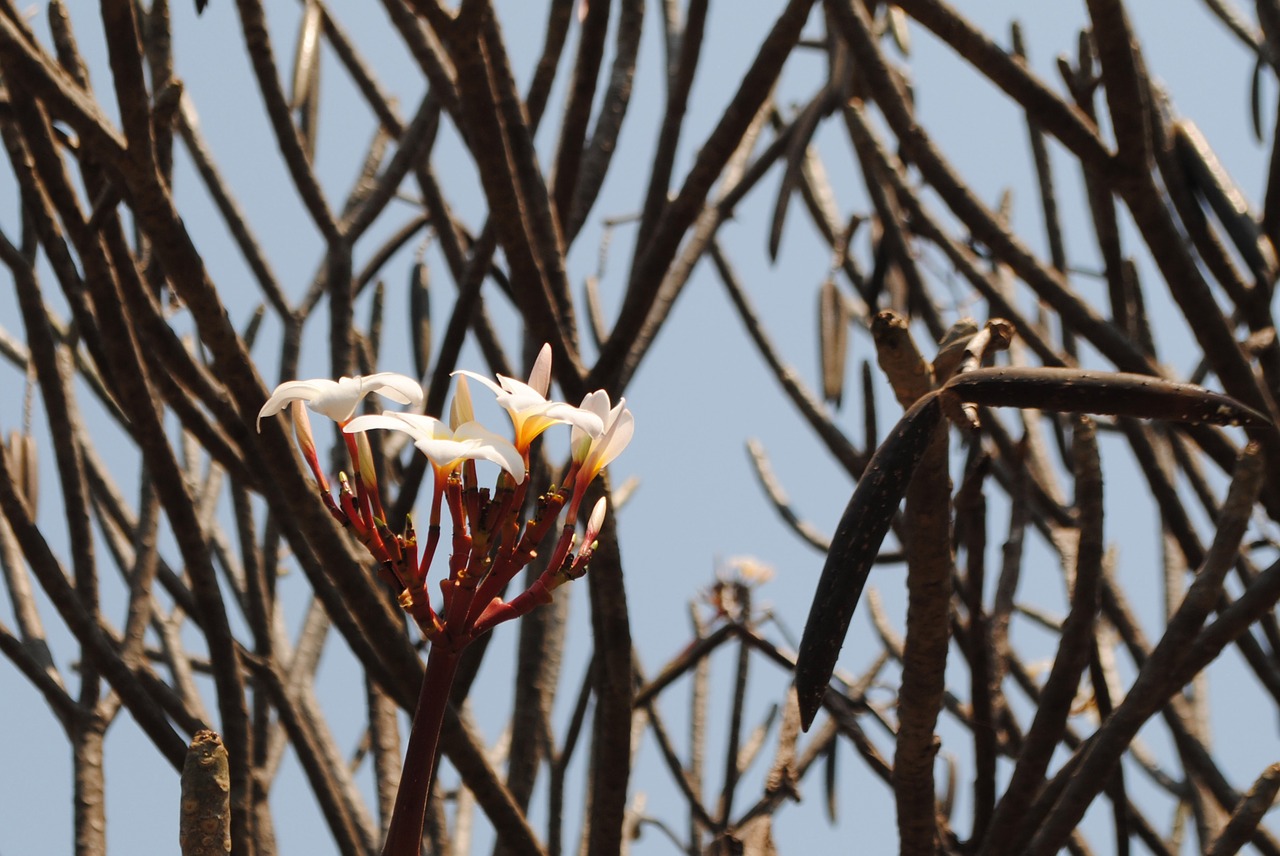 plant tree blossom free photo