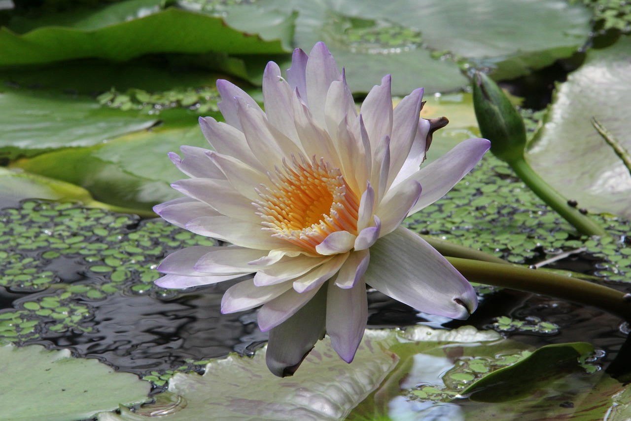 plant flowers lotus free photo