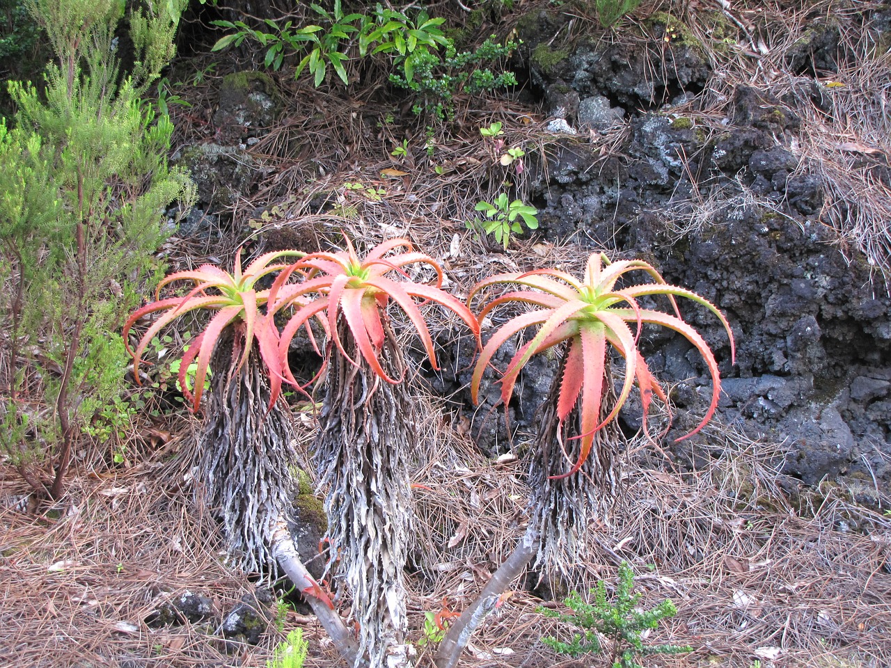 plant nature flower free photo