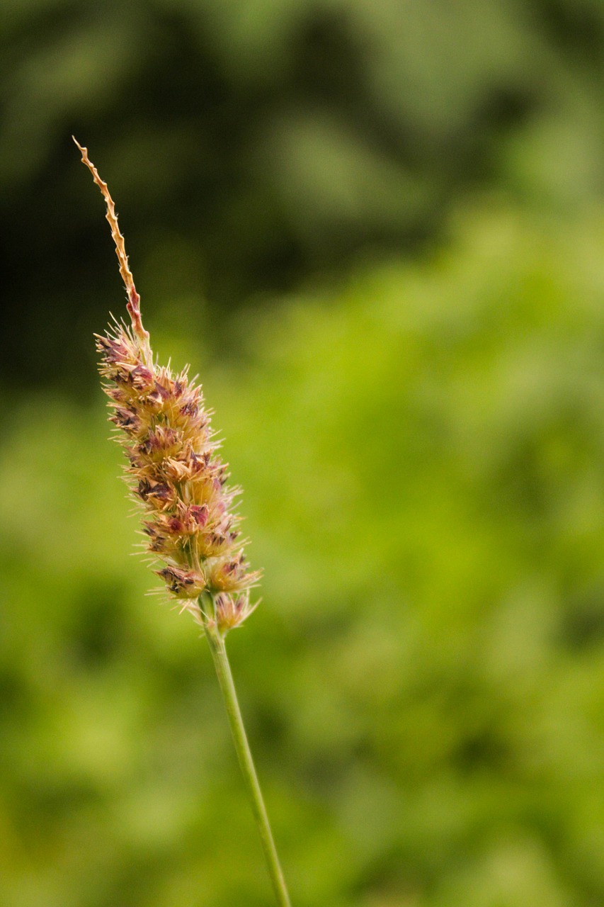 plant flowers green free photo