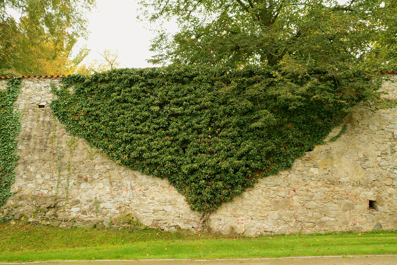 plant wall green free photo