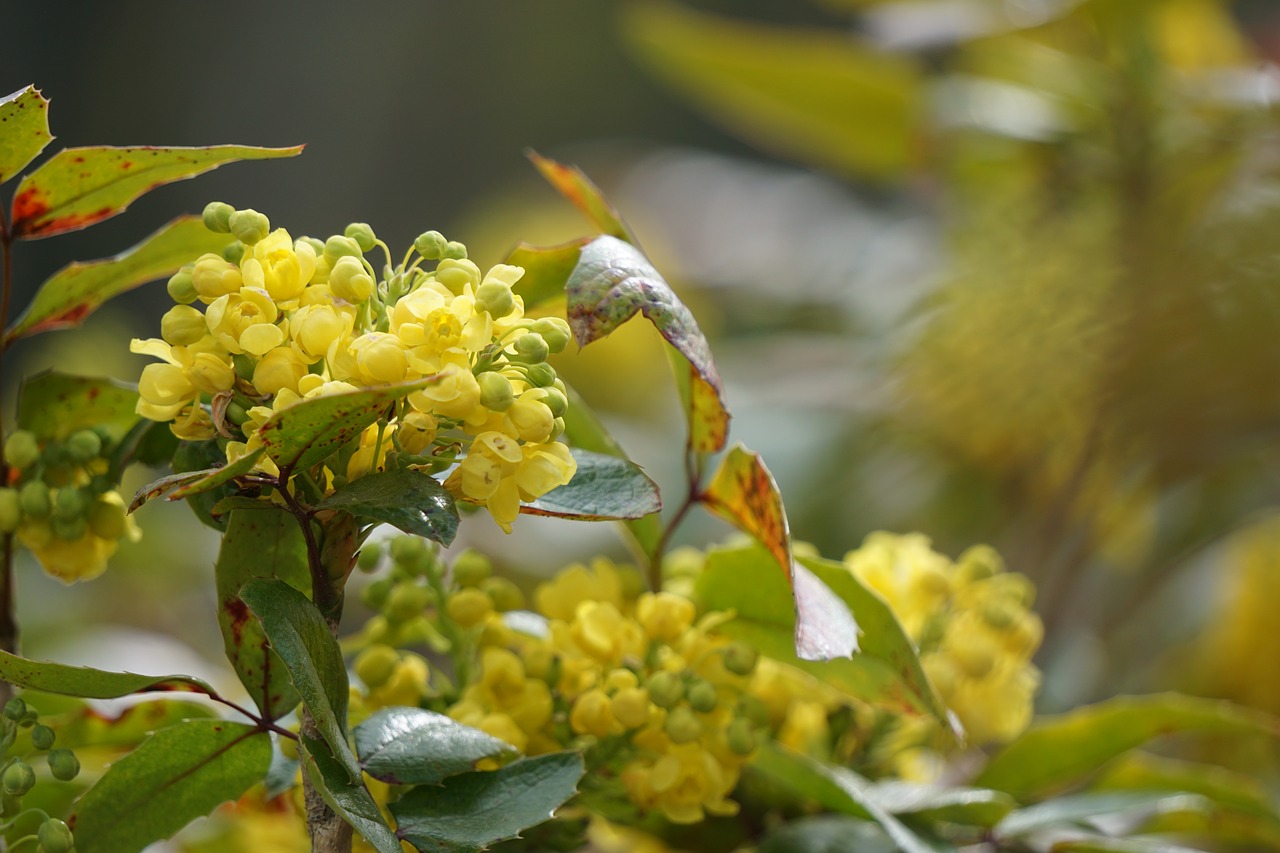 plant blossom bloom free photo