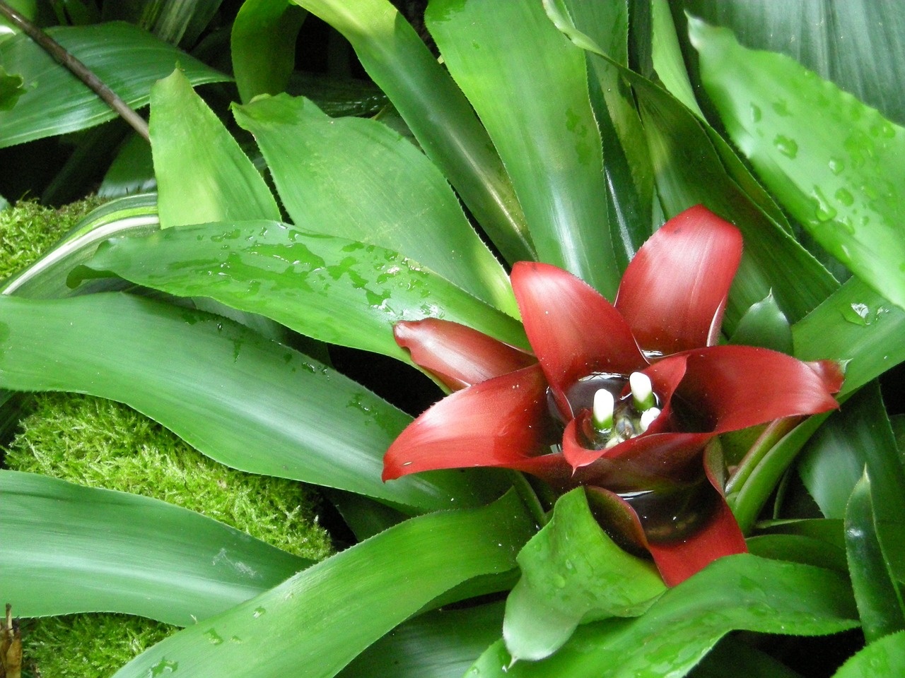 plant blossom bloom free photo