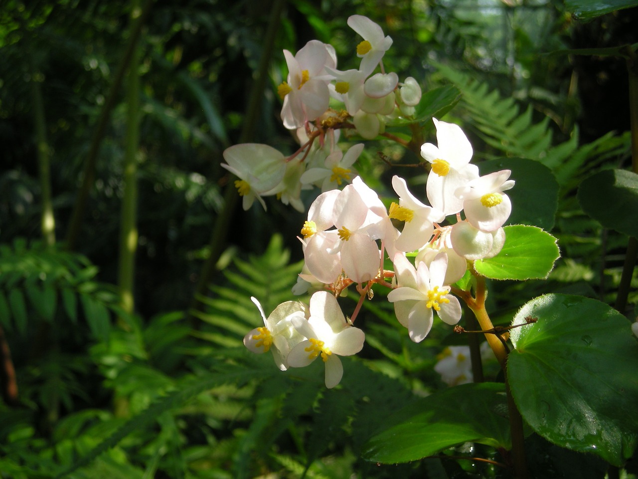 plant blossom bloom free photo