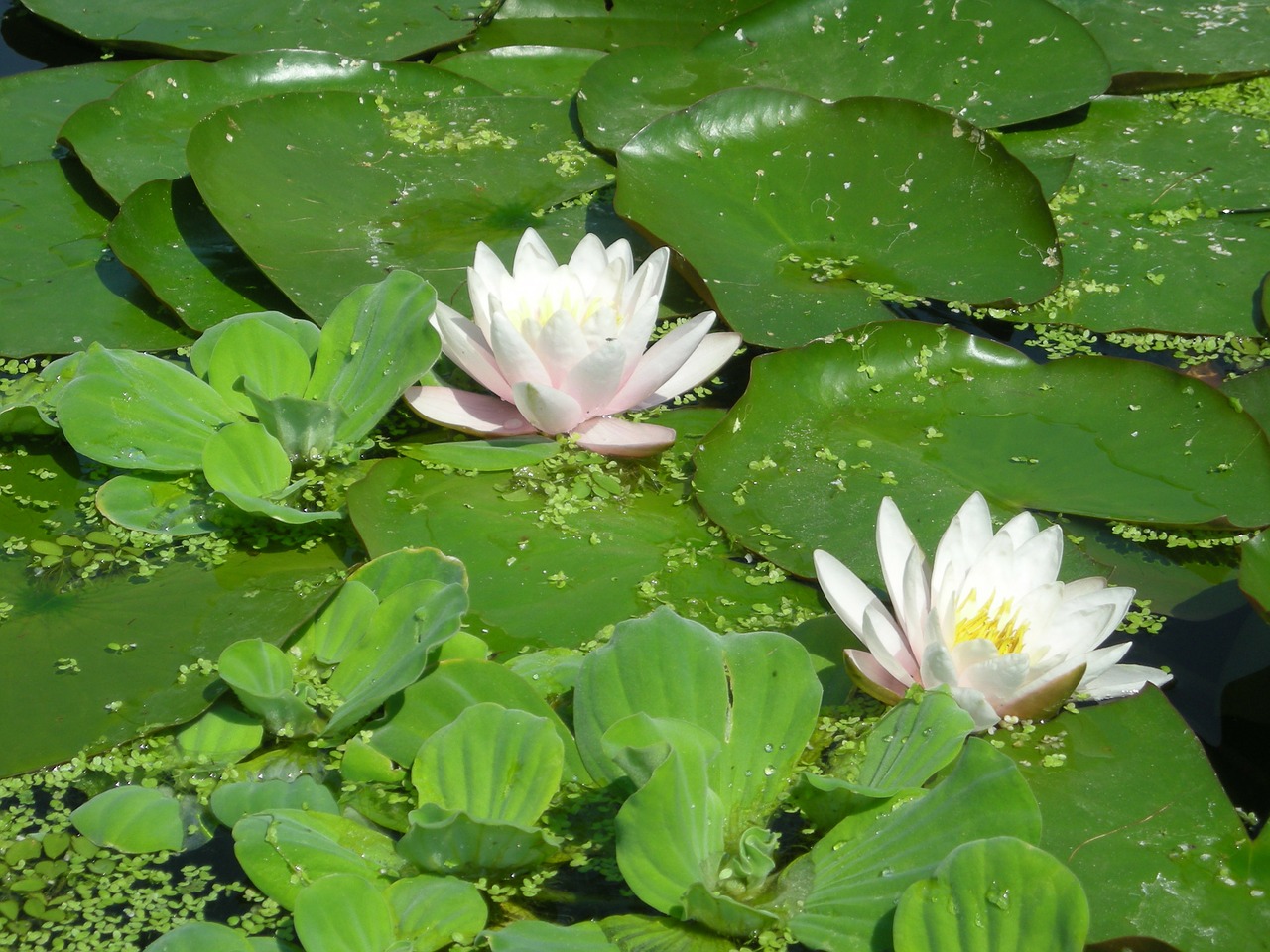 plant blossom bloom free photo