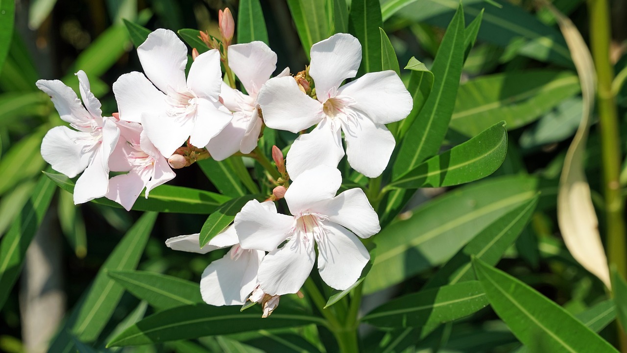 plant hibiscus mallow free photo