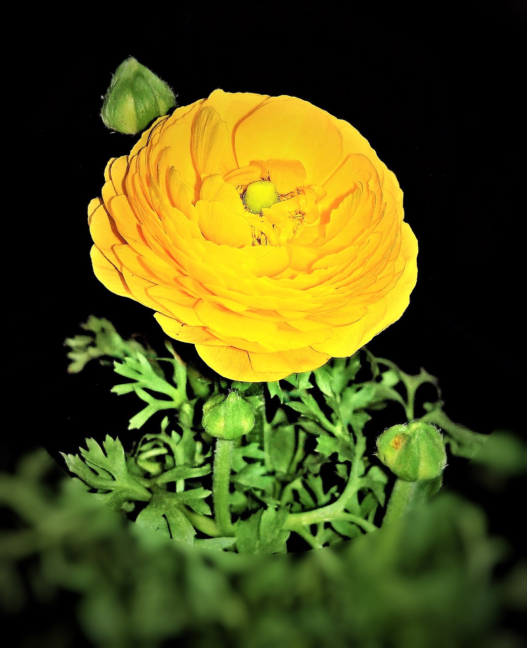 plant ranunculus early bloomer free photo