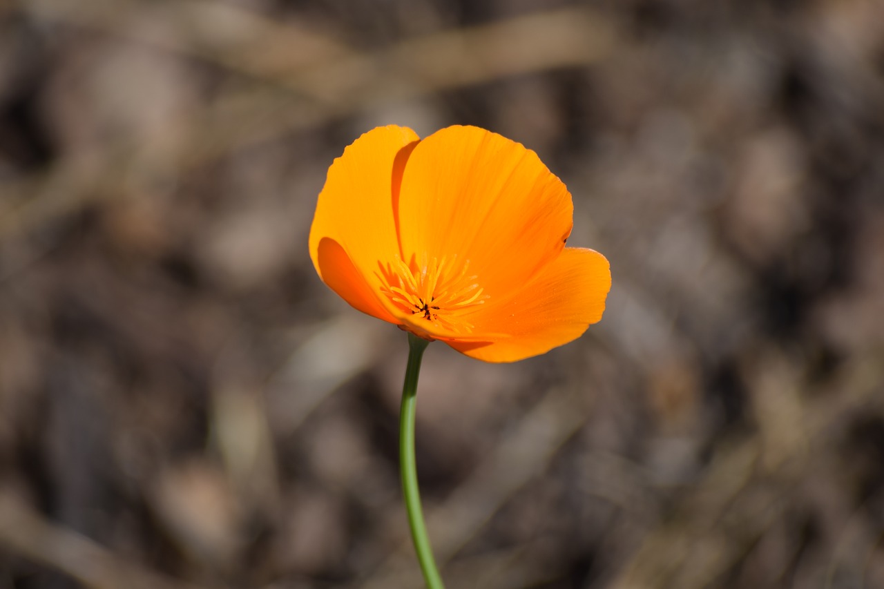 plant bloom flower free photo