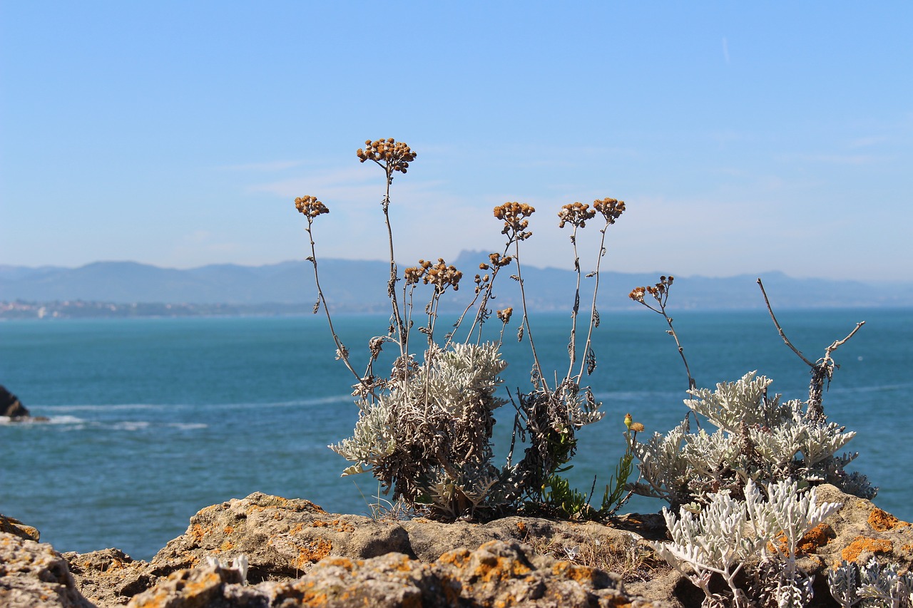 plant sea mountains free photo