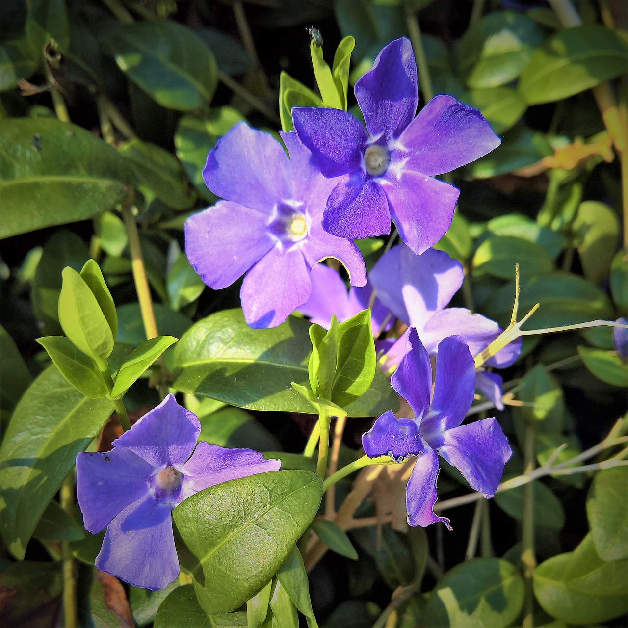 plant periwinkle vinca free photo