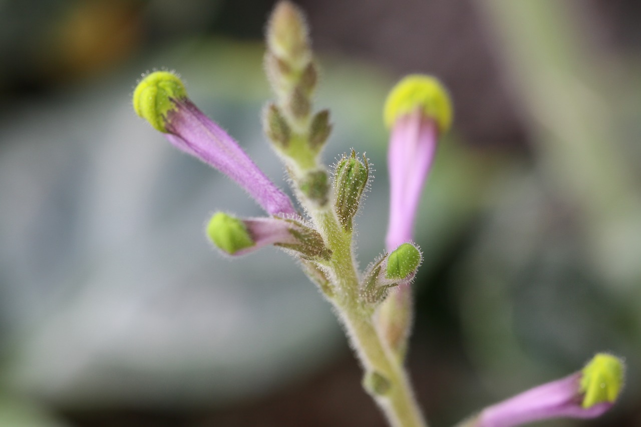 plant purple blossom free photo