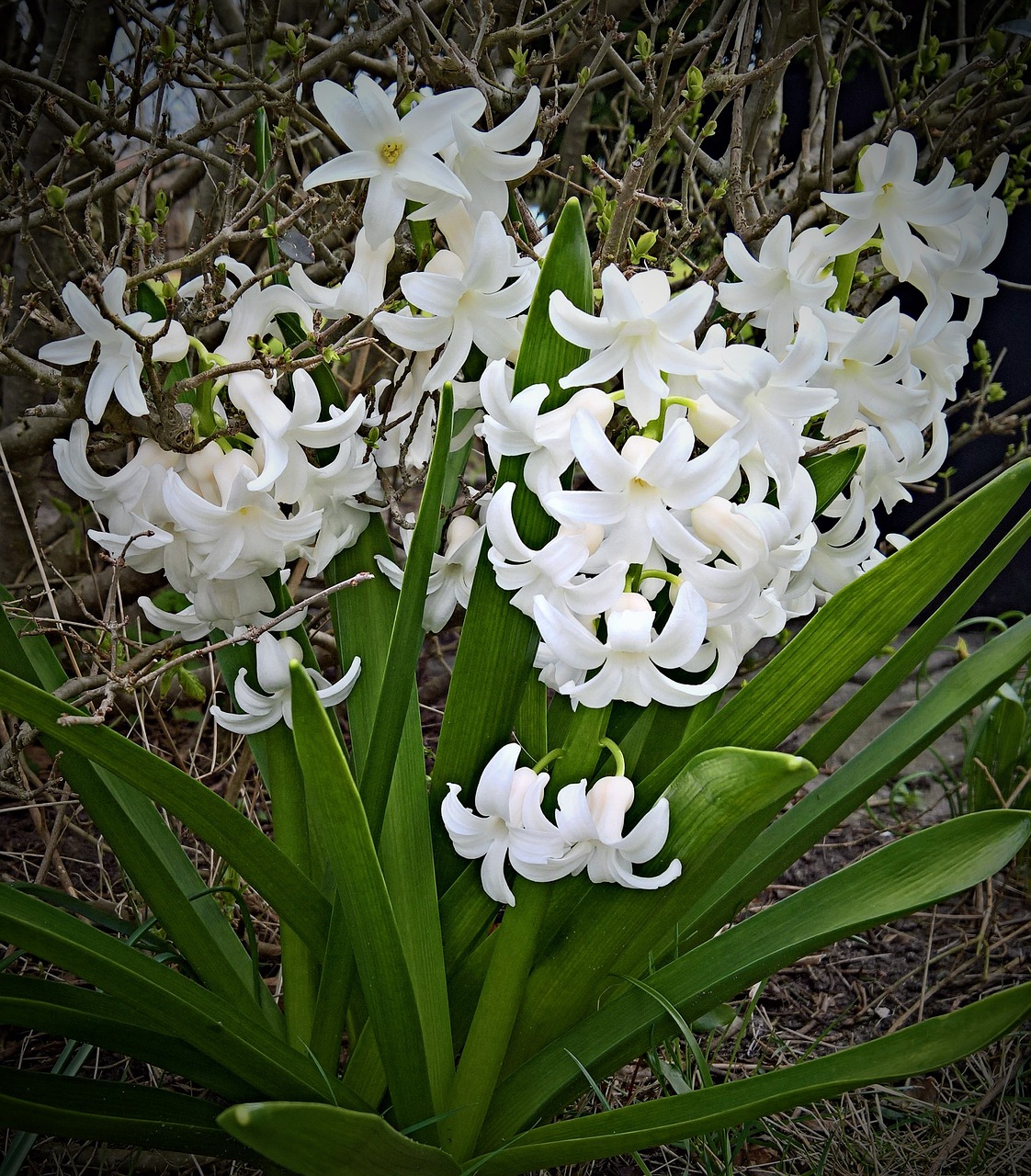 plant hyacinth flower free photo