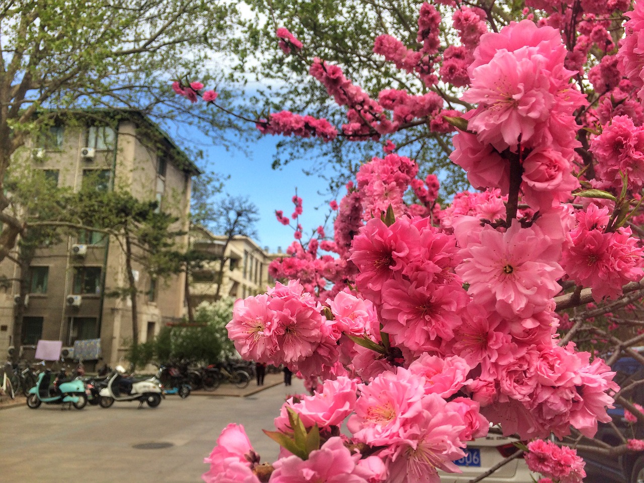 plant peach blossom spring free photo