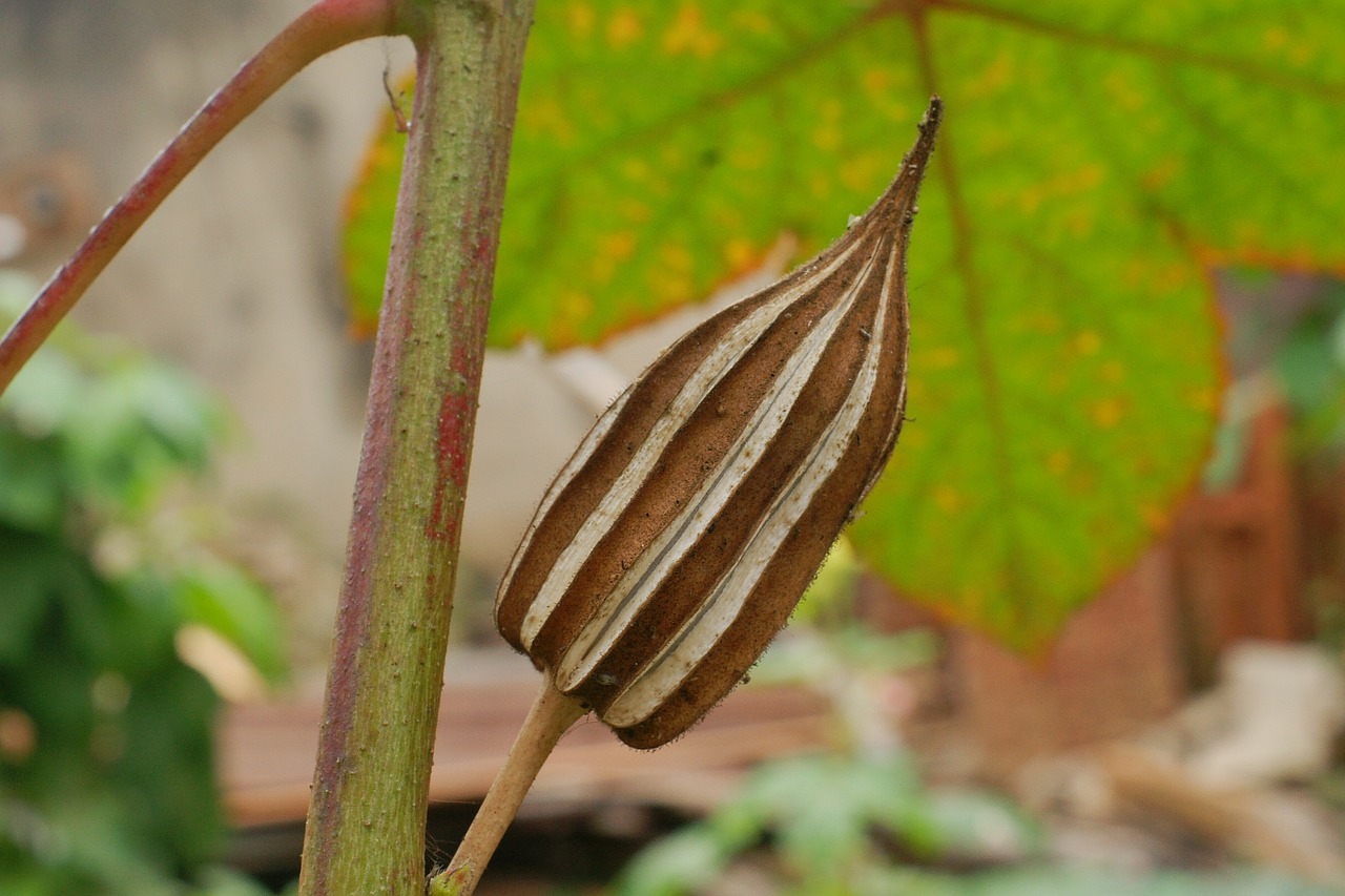 plant okra food free photo