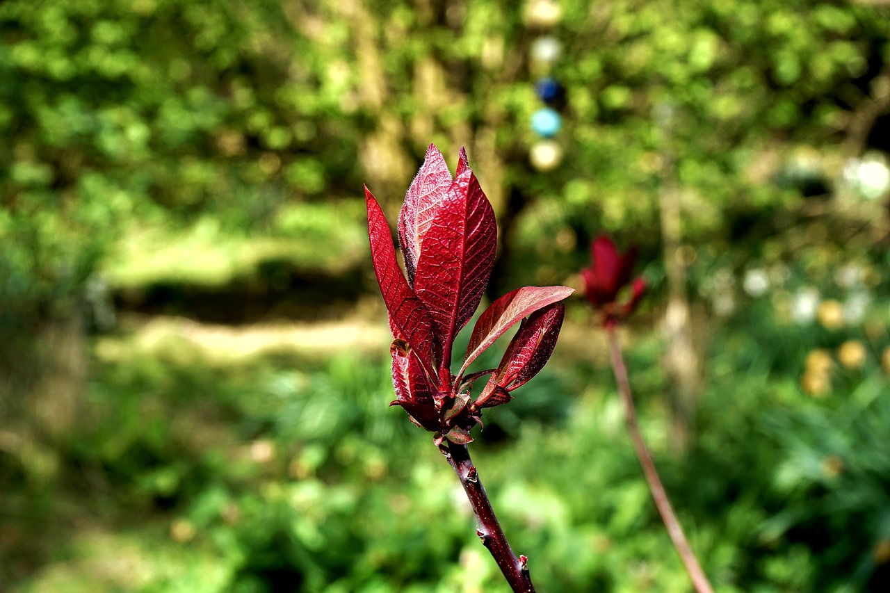 plant leaf nature free photo