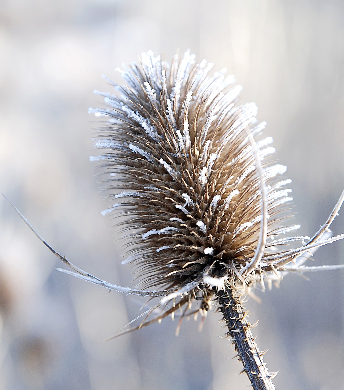 plant winter frost free photo