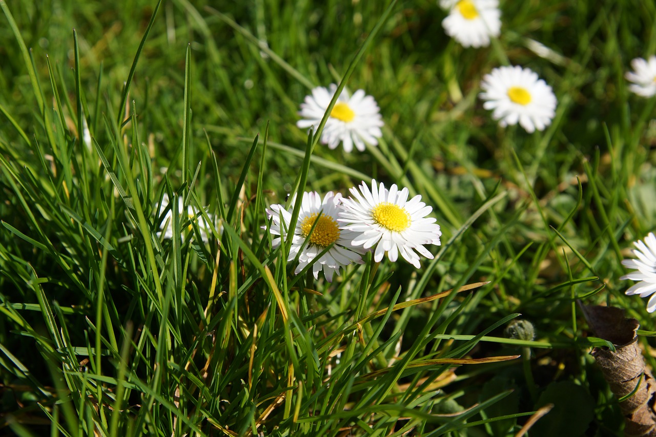 plant daisy spring free photo