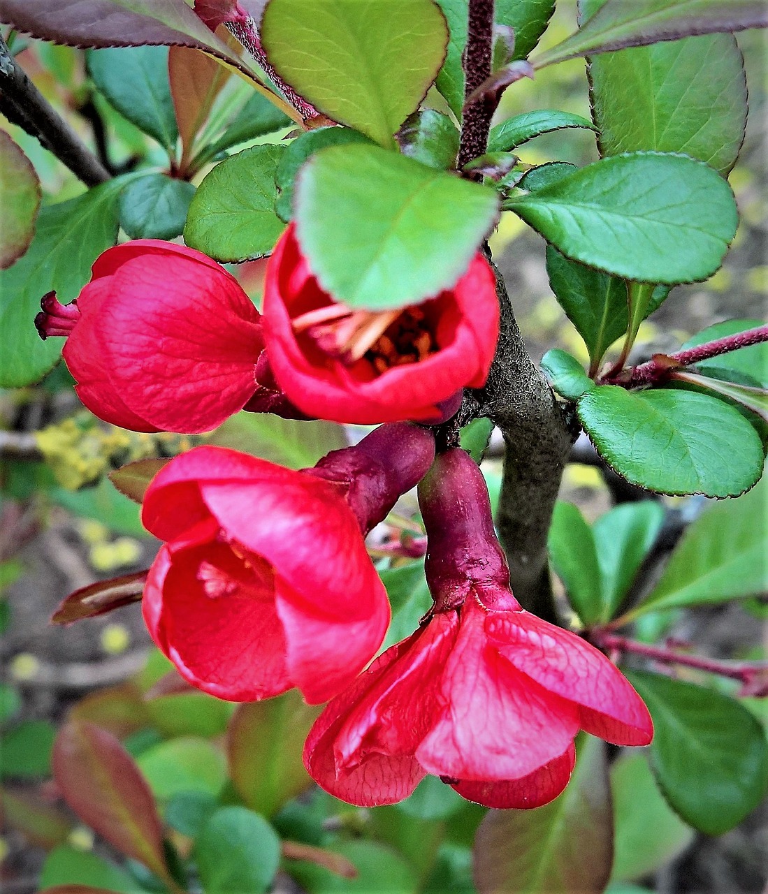 plant ornamental quince bill quince free photo