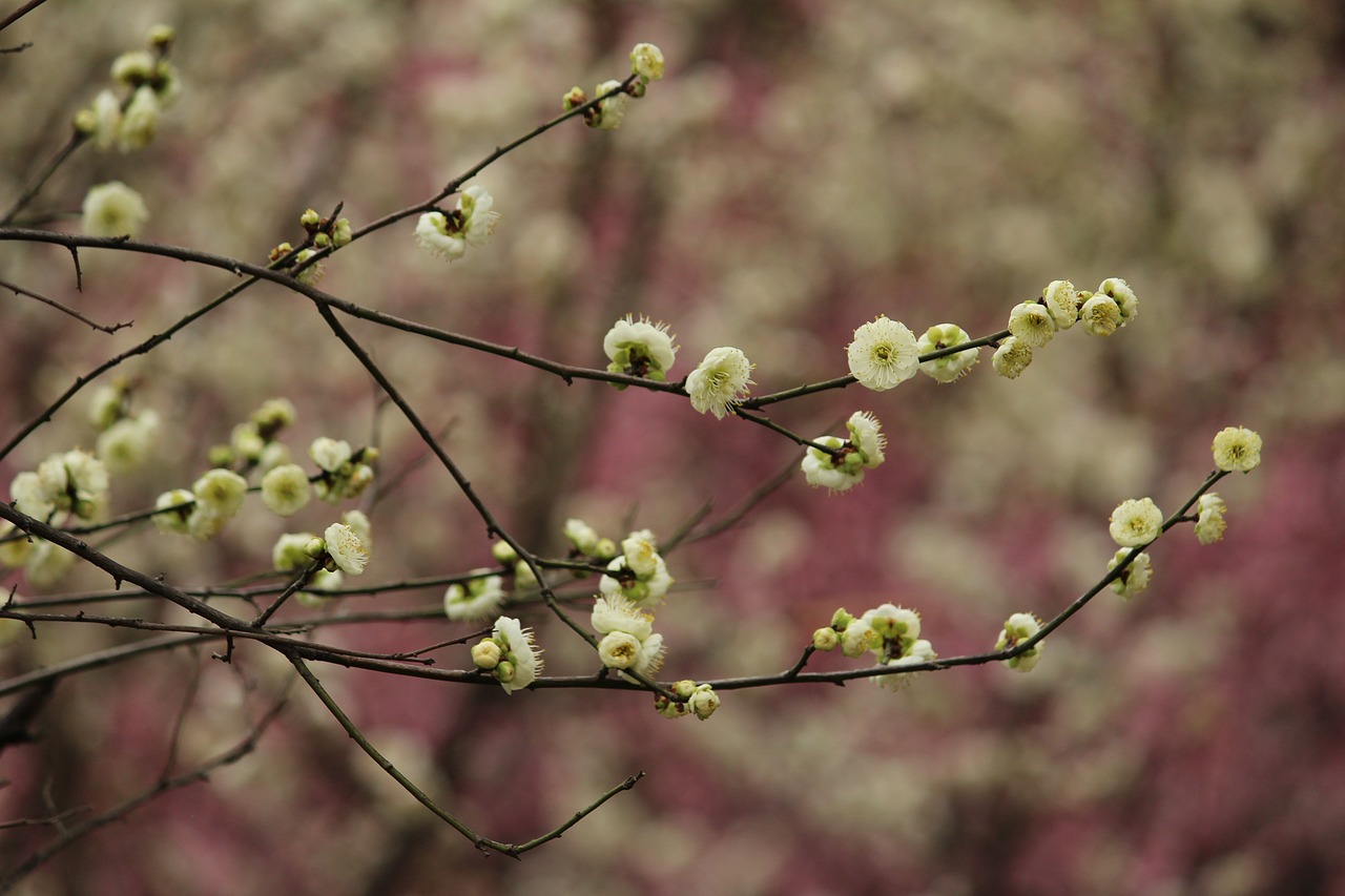 plant plum blossom green calyx free photo