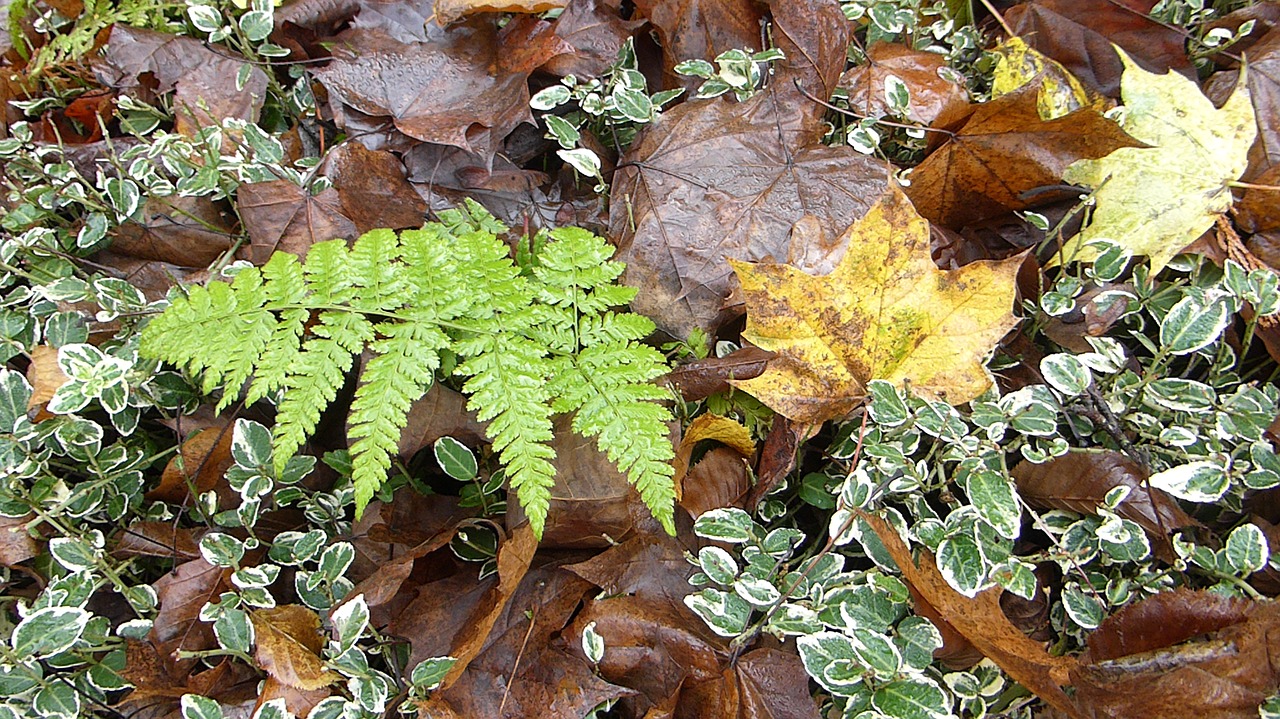 plant autumn leaves free photo