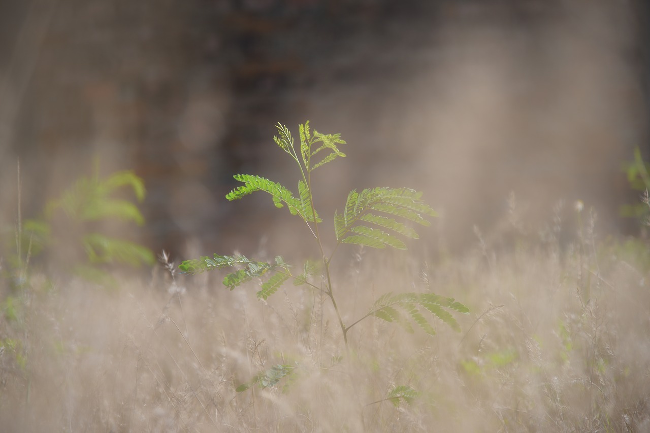 plant green outdoor free photo