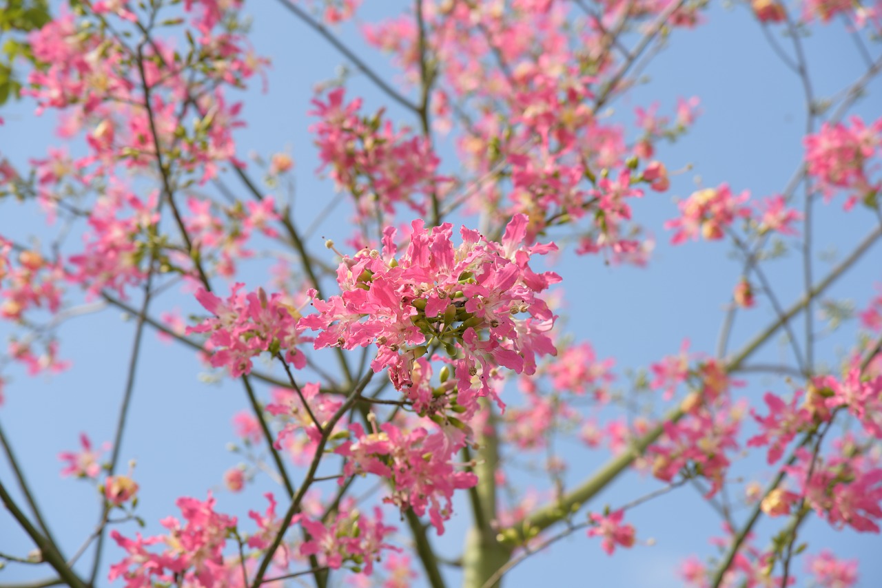 plant flower outdoor free photo