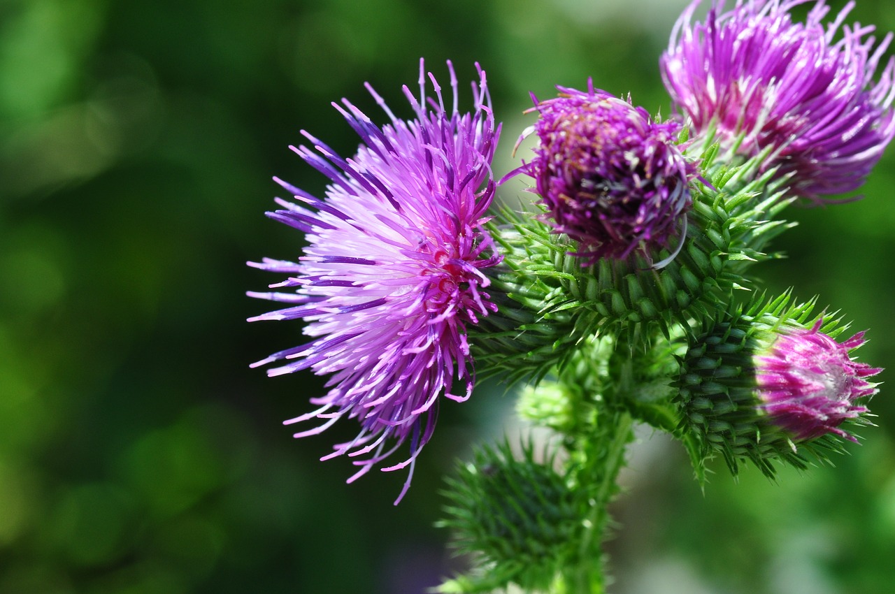 plant blossom bloom free photo