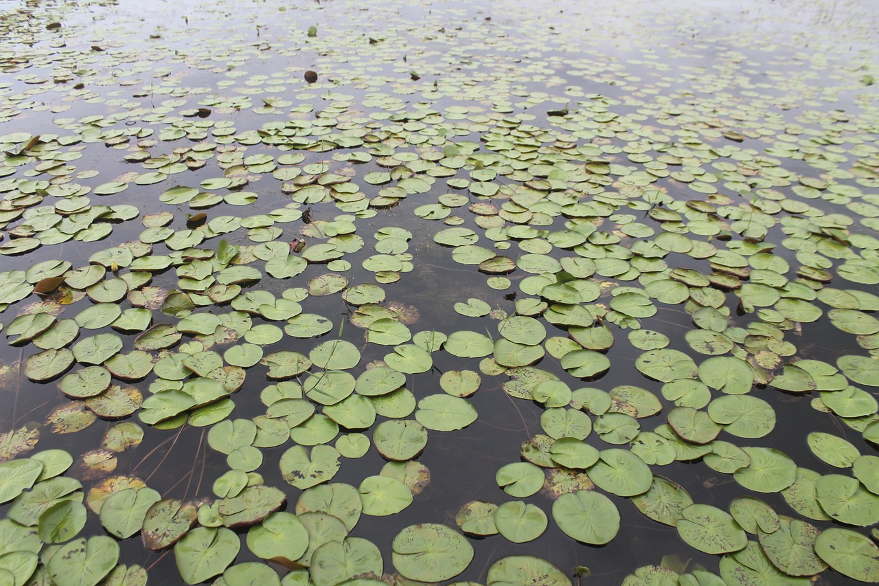 plant amazon lake free photo