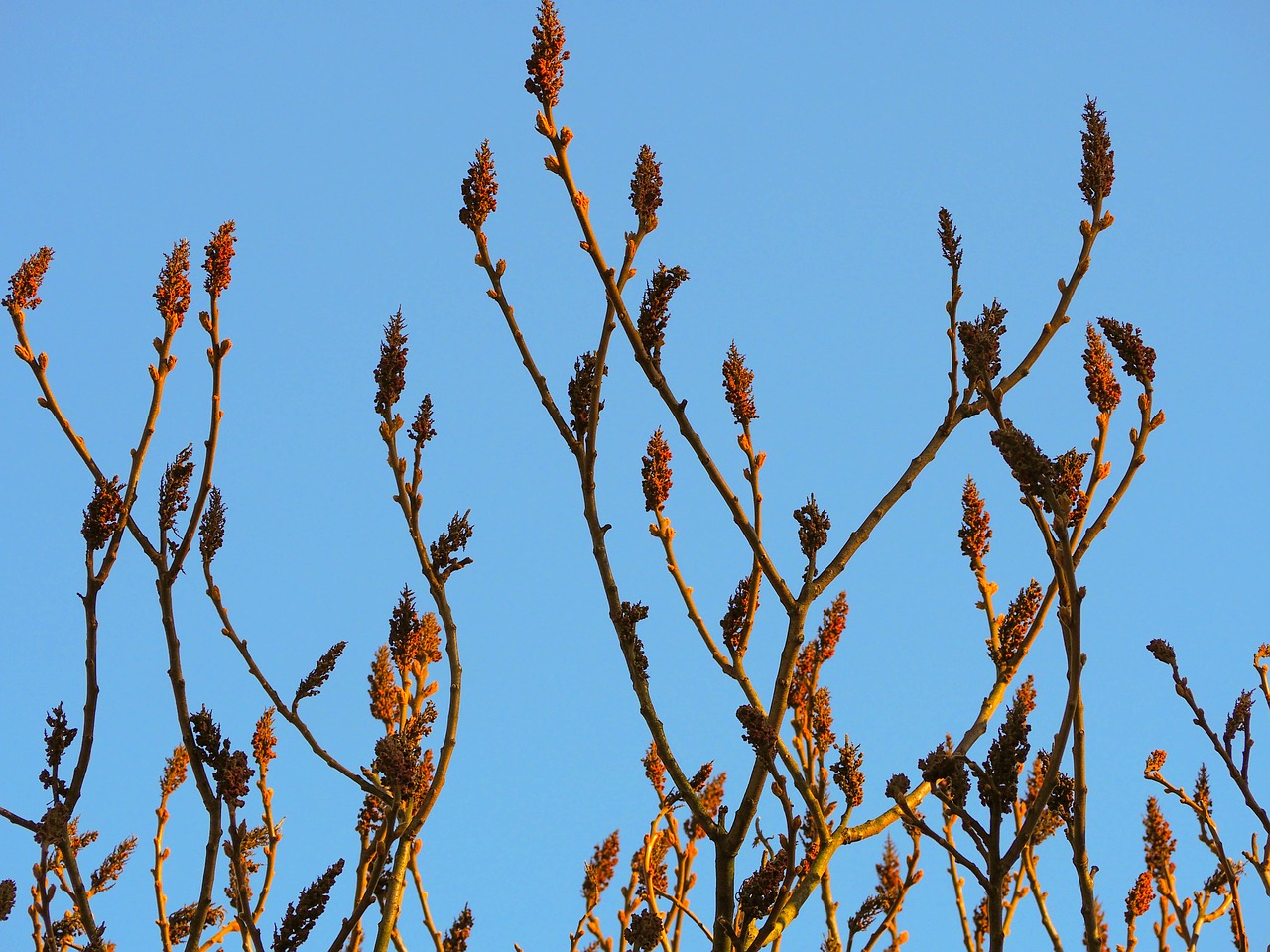 plant tree flower free photo