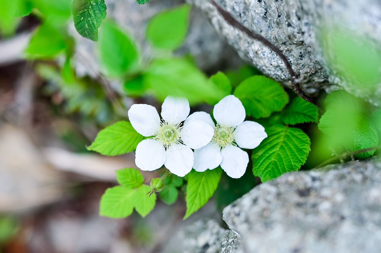 plant flowers spring free photo